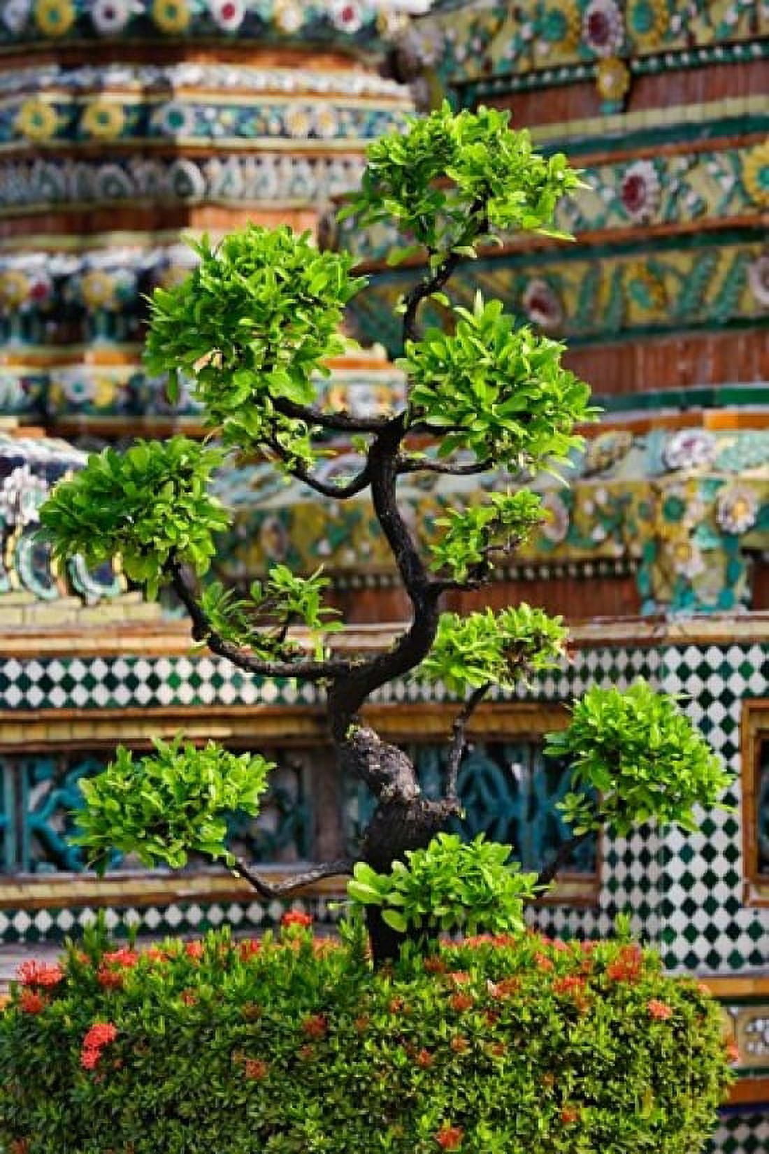 Bonsai tree in front of chedi Wat Pho Bangkok Thailand Canvas Art - Adam Jones DanitaDelimont (15 x 22)