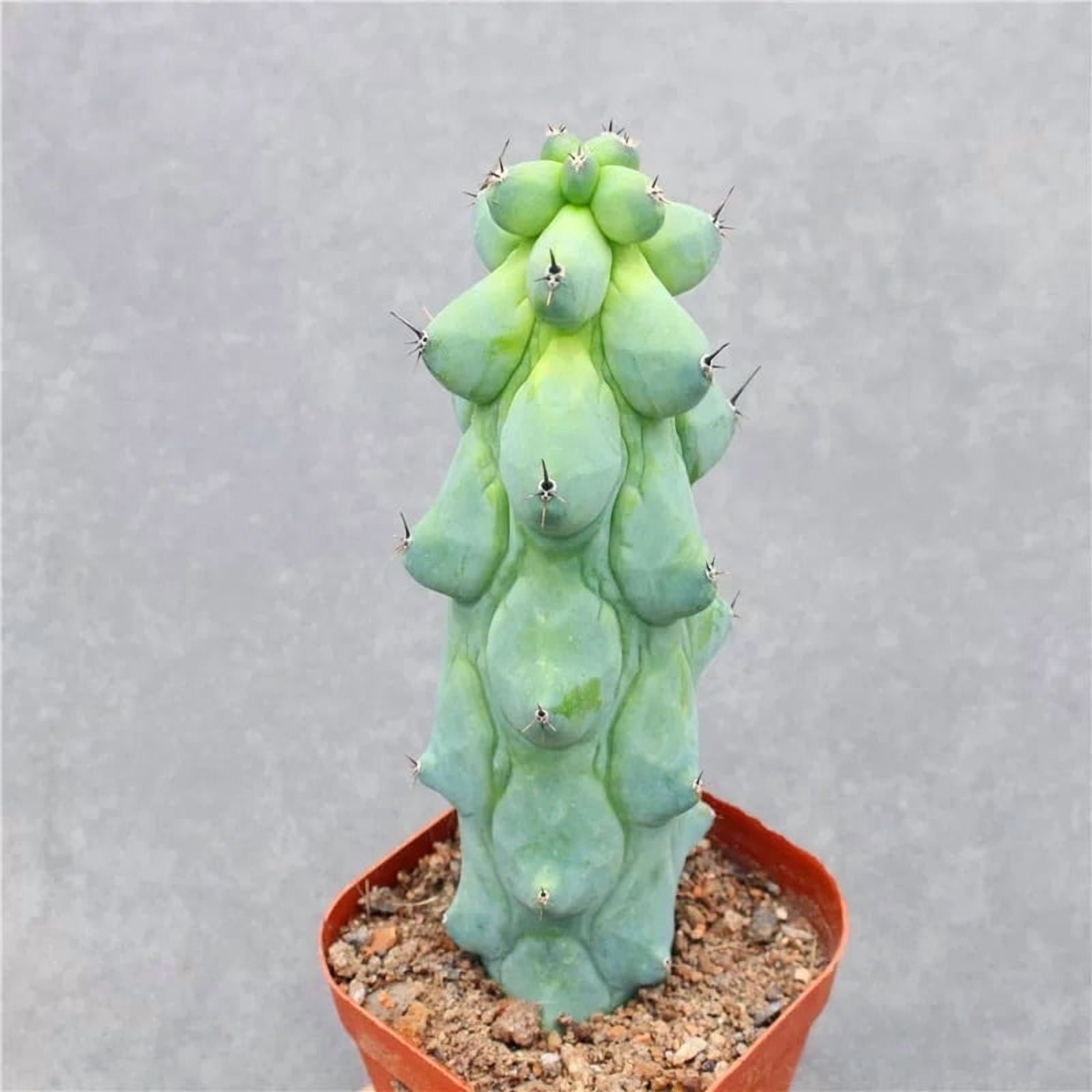 Boobie Cactus Live Plant 4-6 inches- Myrtillocactus Geometrizans Fukurokuryuzinboku - Unique Succulent for Indoor/Outdoor Decor
