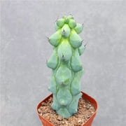 Boobie Cactus Live Plant 4-6 inches- Myrtillocactus Geometrizans Fukurokuryuzinboku - Unique Succulent for Indoor/Outdoor Decor