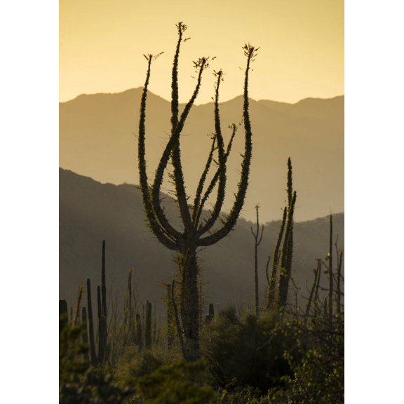 Boojum trees (Fouquieria columnaris) silhouetted at sunset at the northern end of the Sea of Cortez near Bahia de Los Angeles; Baja
