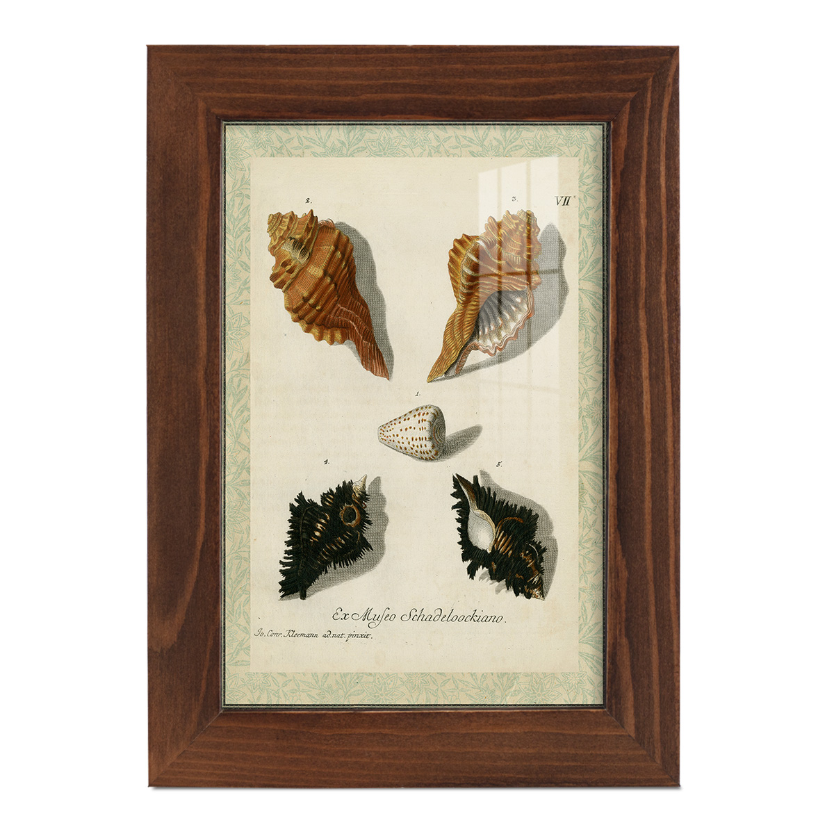 Bookplate Shells I - Framed Print w/glass - Chestnut