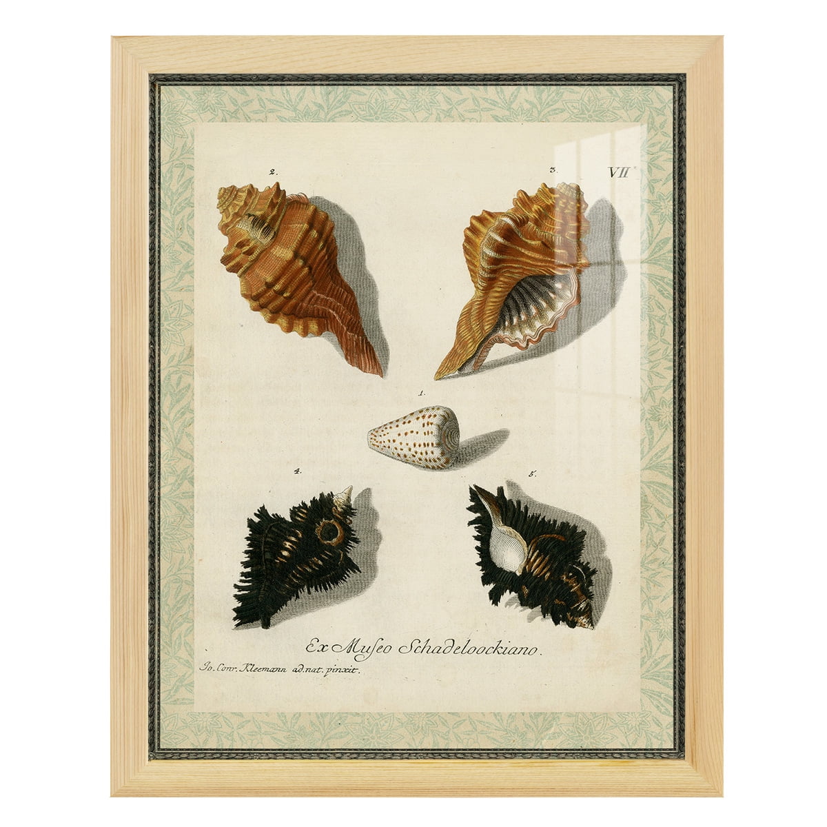 Bookplate Shells I - Framed Print w/glass - Natural Wood
