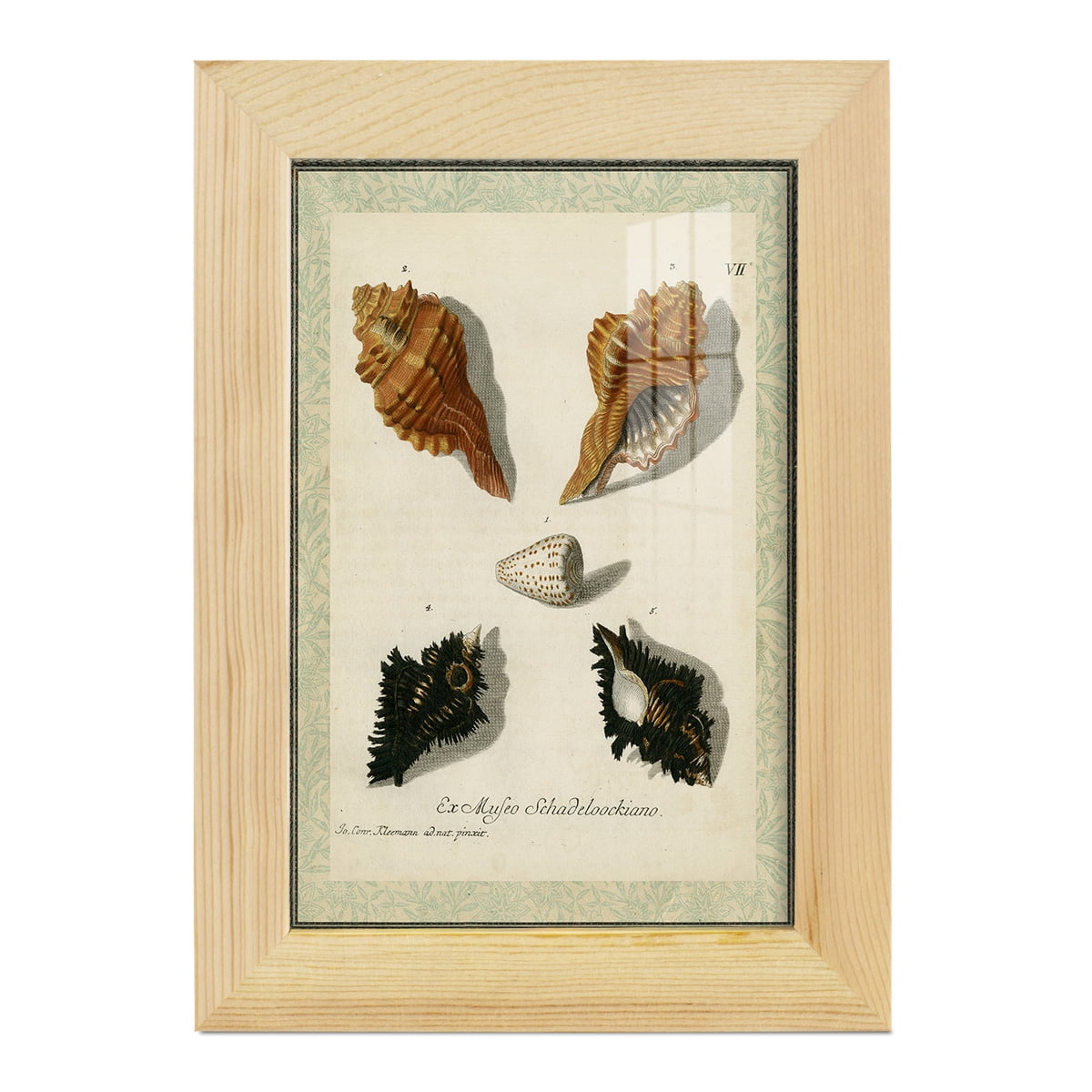 Bookplate Shells I - Framed Print w/glass - Natural Wood