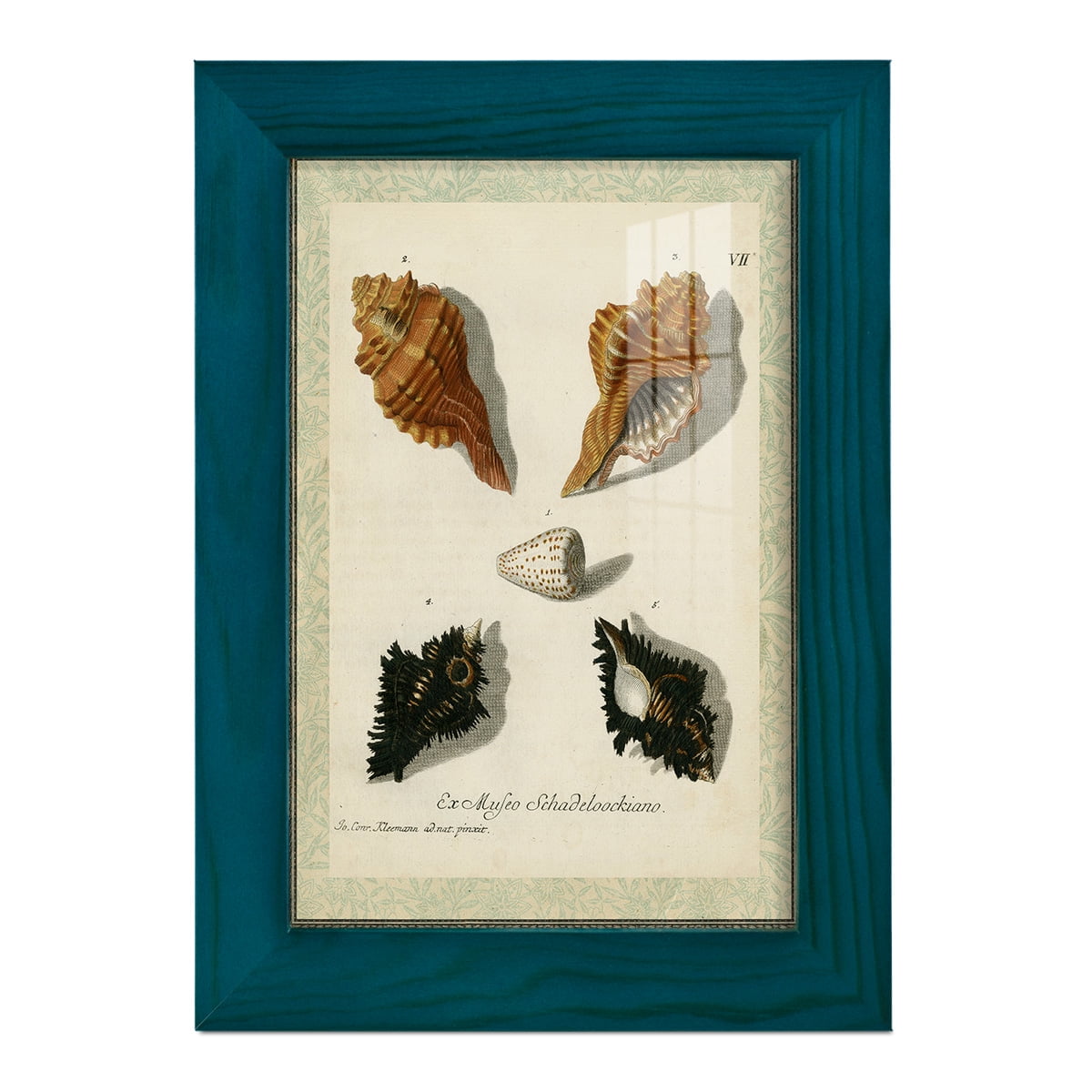 Bookplate Shells I - Framed Print w/glass - Ocean Blue
