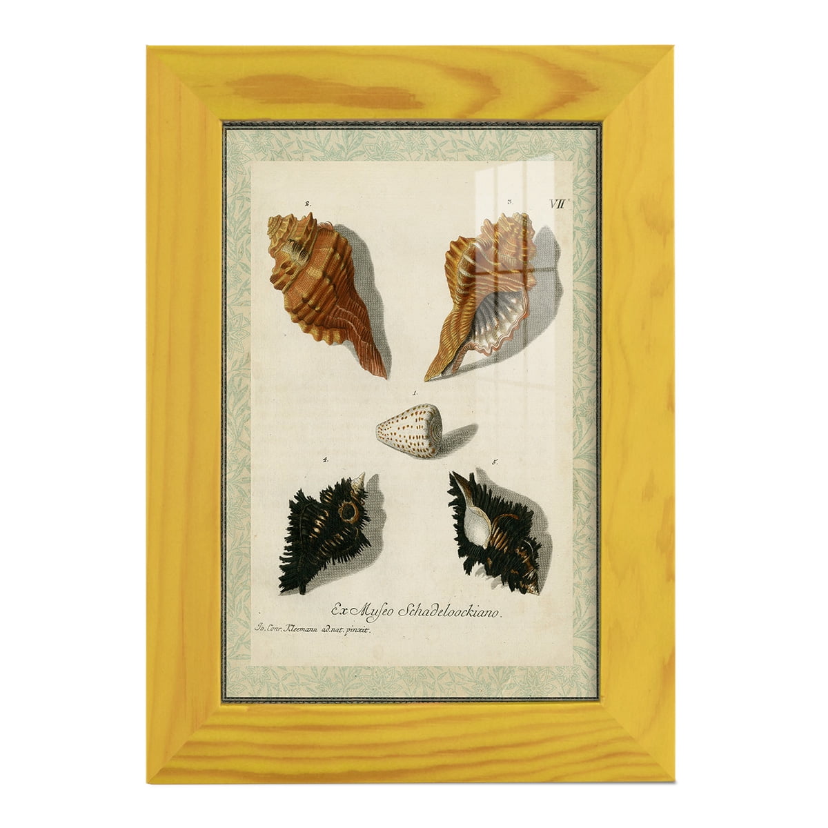 Bookplate Shells I - Framed Print w/glass - Sunflower Yellow