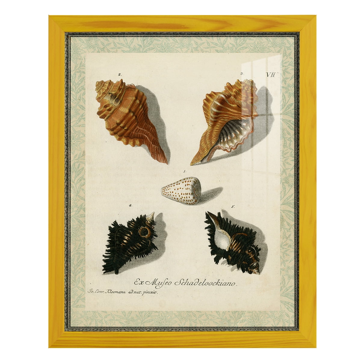 Bookplate Shells I - Framed Print w/glass - Sunflower Yellow
