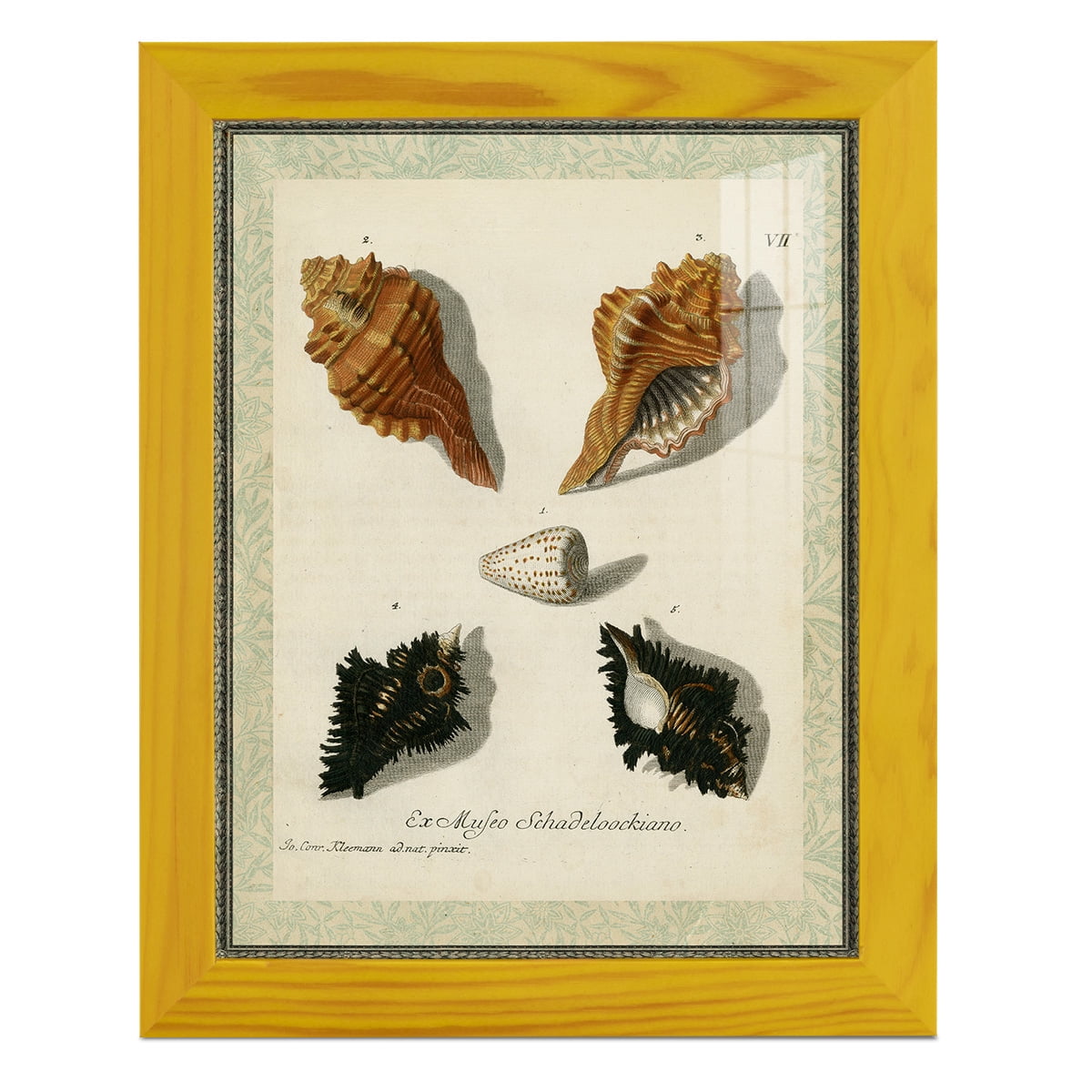 Bookplate Shells I - Framed Print w/glass - Sunflower Yellow