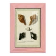 thumbnail image 1 of Bookplate Shells I - Framed Print w/glass - Sunset Pink, 1 of 8