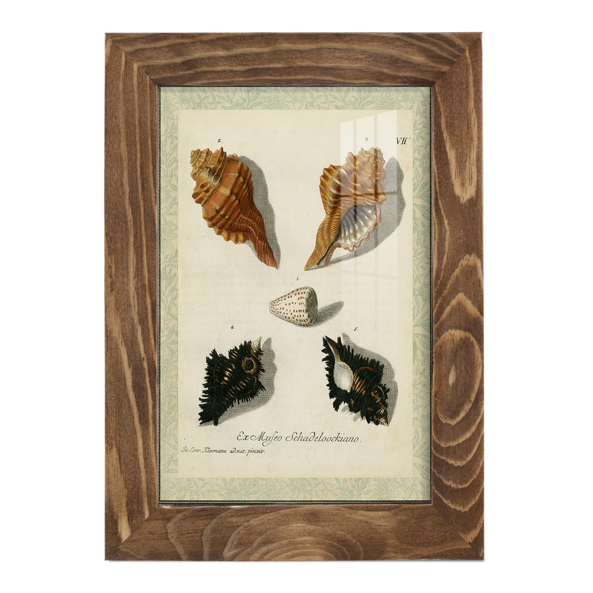 Bookplate Shells I - Framed Print w/glass - Walnut