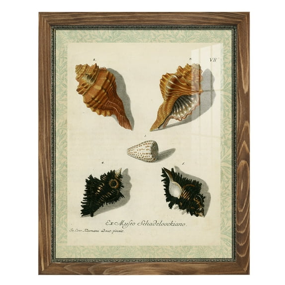 Bookplate Shells I - Framed Print w/glass - Walnut