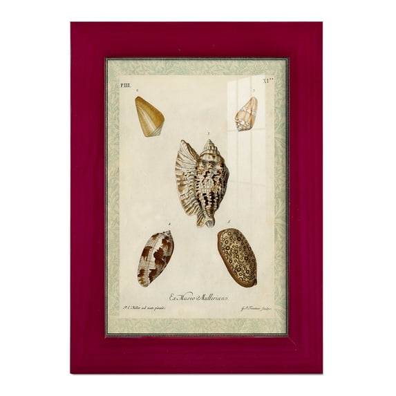 Bookplate Shells II - Framed Print w/glass - Cherry Red