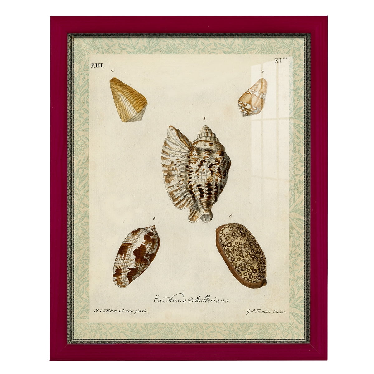 Bookplate Shells II - Framed Print w/glass - Cherry Red