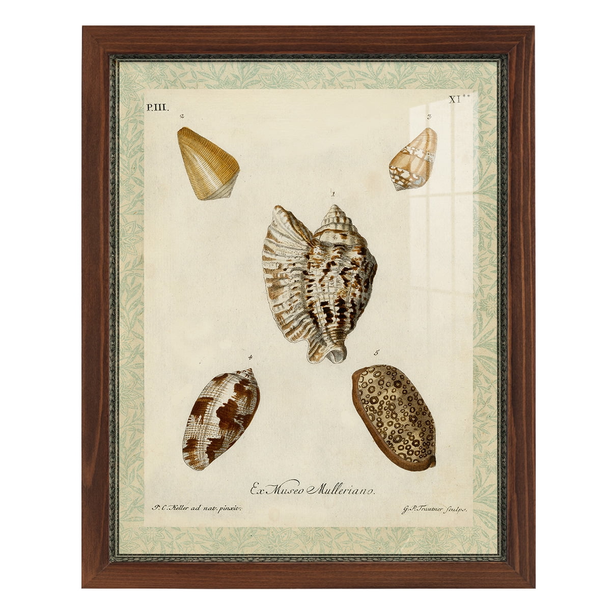Bookplate Shells II - Framed Print w/glass - Chestnut
