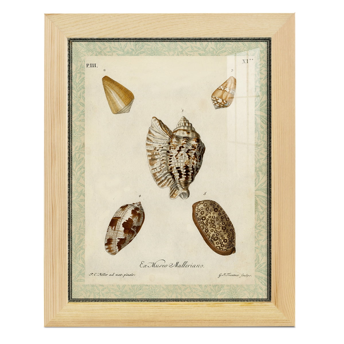 Bookplate Shells II - Framed Print w/glass - Natural Wood