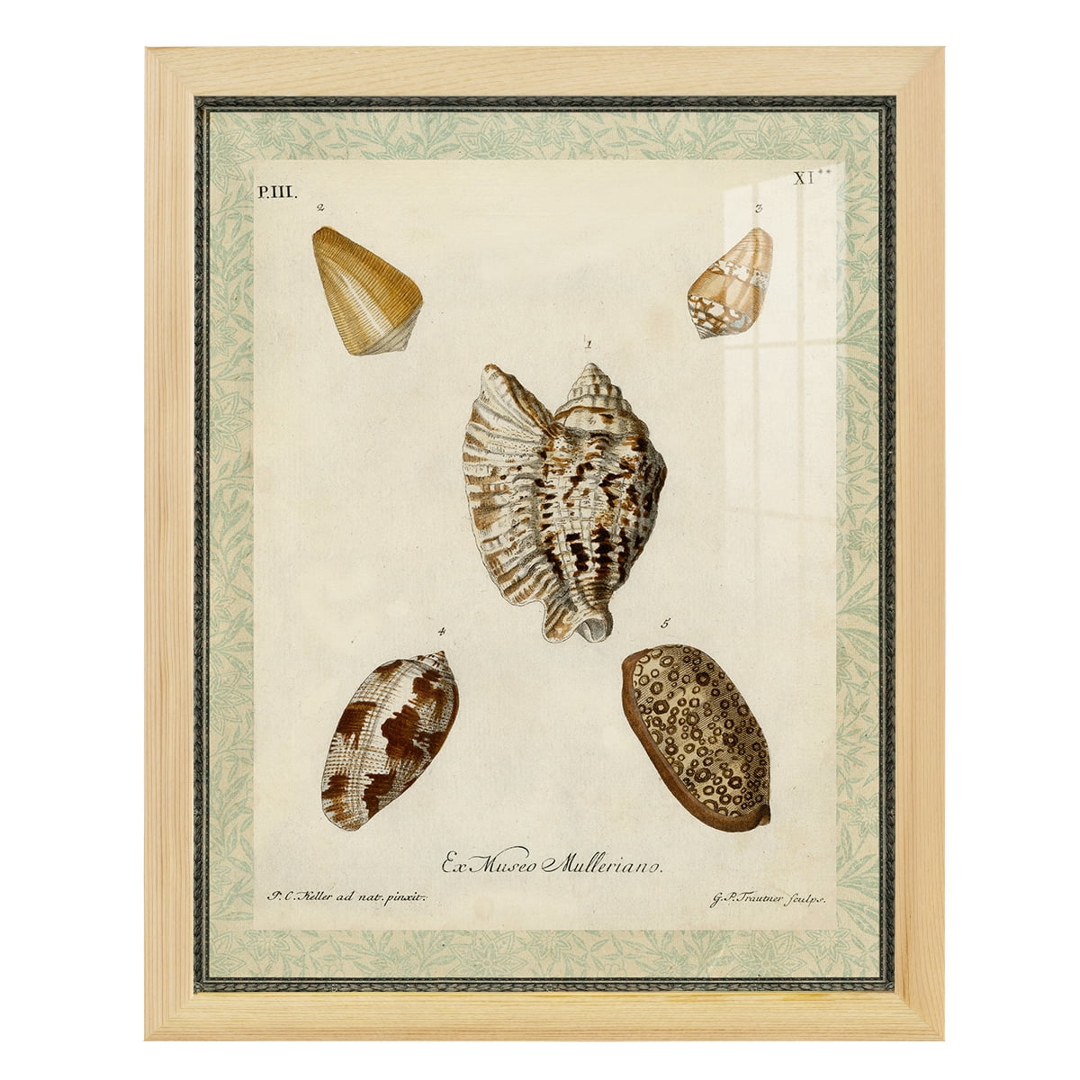 Bookplate Shells II - Framed Print w/glass - Natural Wood