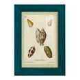 thumbnail image 1 of Bookplate Shells II - Framed Print w/glass - Ocean Blue, 1 of 8
