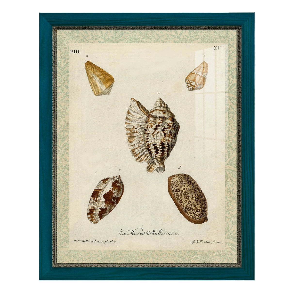 Bookplate Shells II - Framed Print w/glass - Ocean Blue