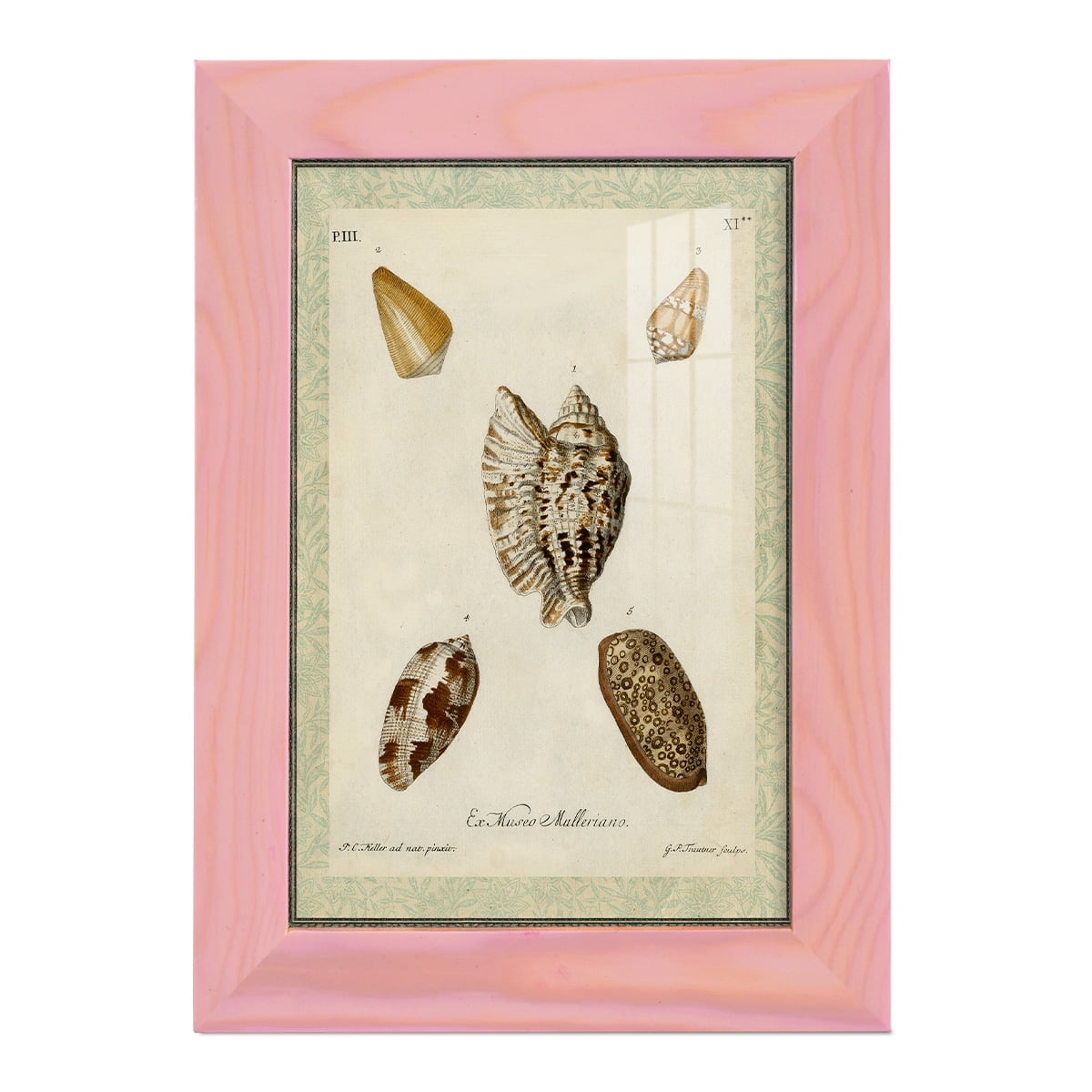 Bookplate Shells II - Framed Print w/glass - Sunset Pink