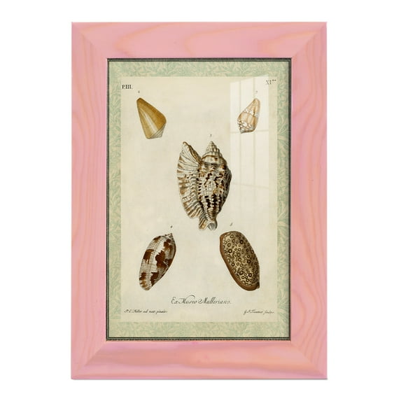 Bookplate Shells II - Framed Print w/glass - Sunset Pink