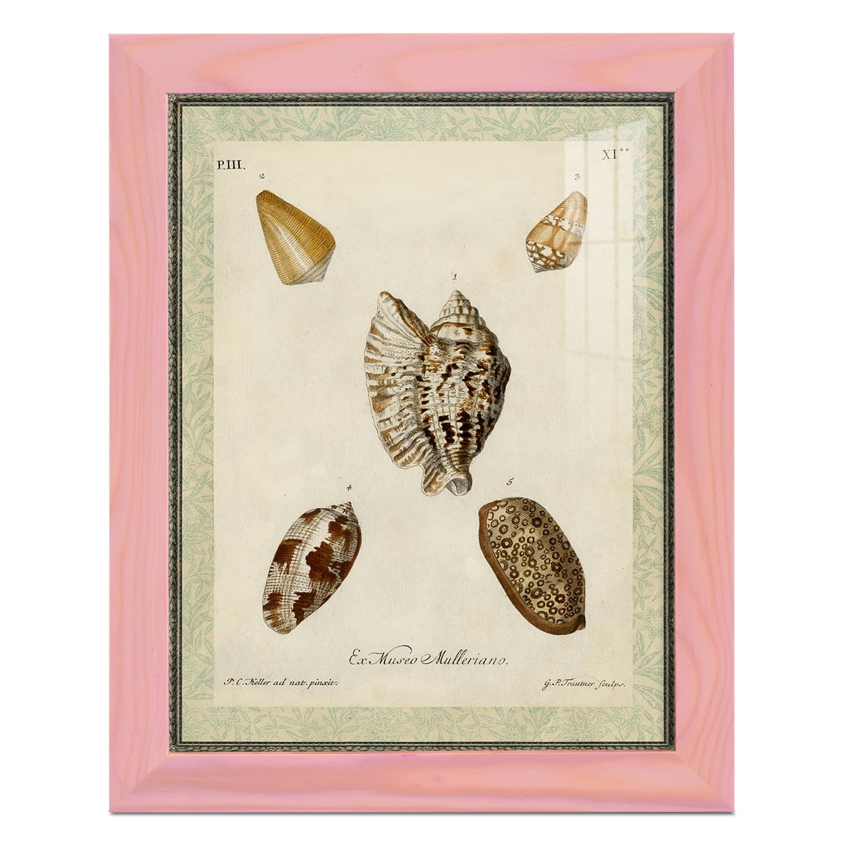 Bookplate Shells II - Framed Print w/glass - Sunset Pink