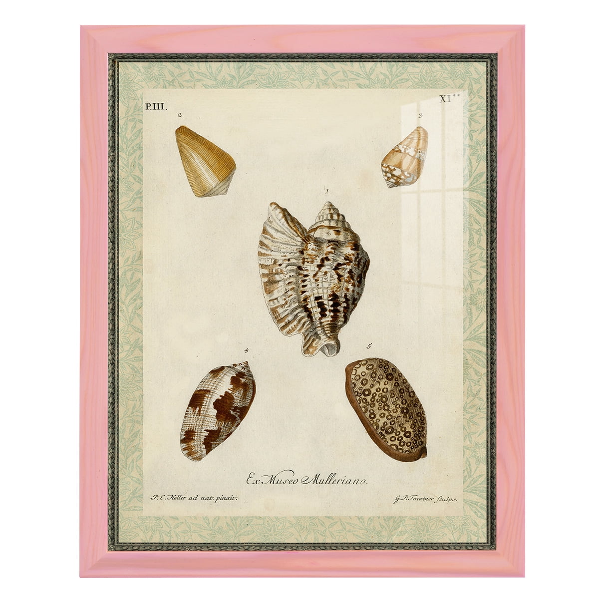 Bookplate Shells II - Framed Print w/glass - Sunset Pink