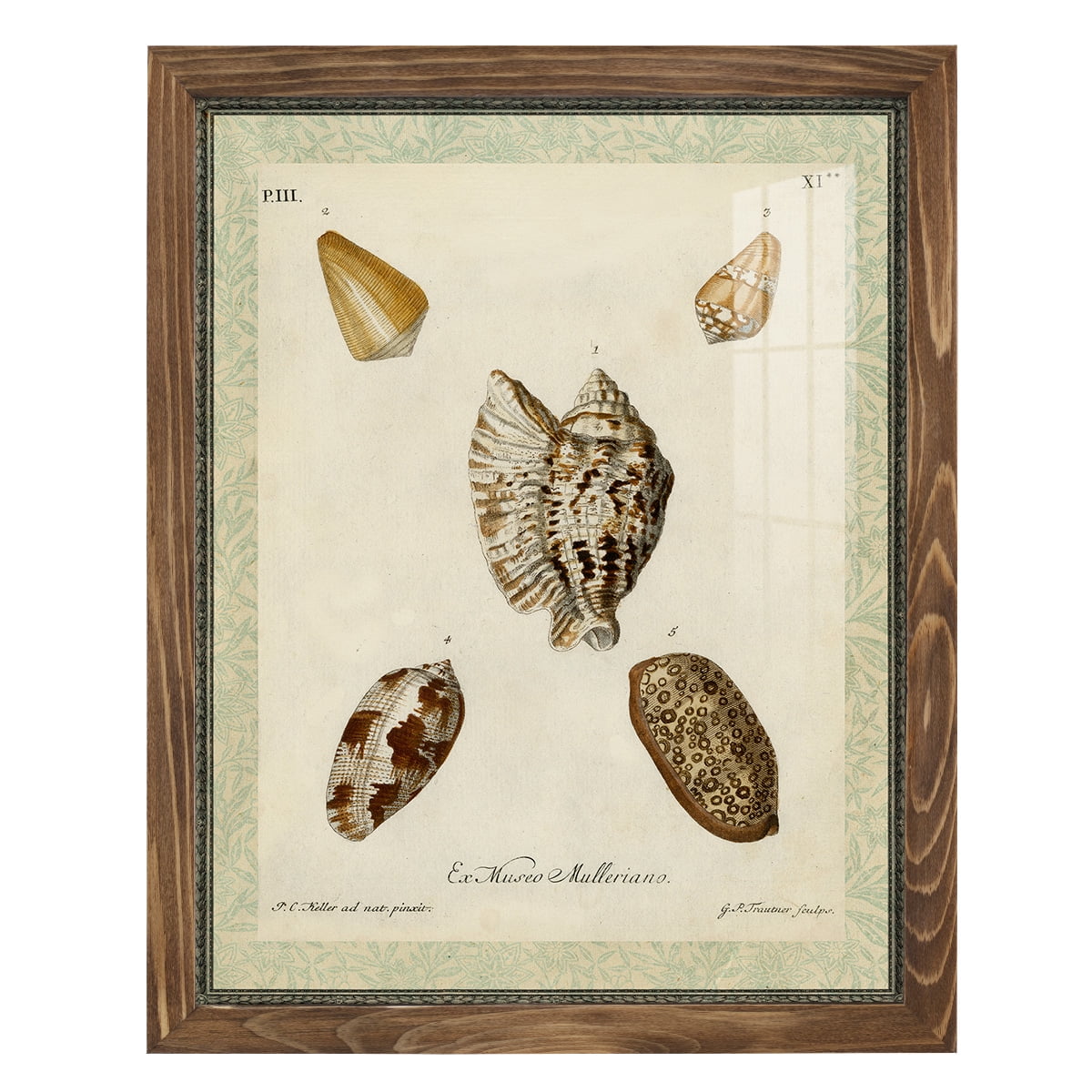 Bookplate Shells II - Framed Print w/glass - Walnut
