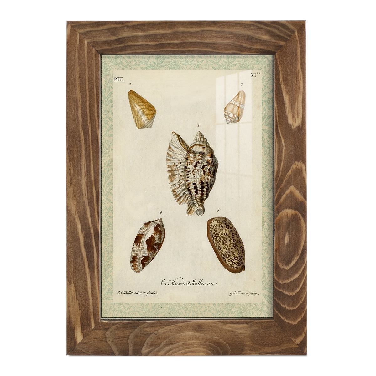 Bookplate Shells II - Framed Print w/glass - Walnut