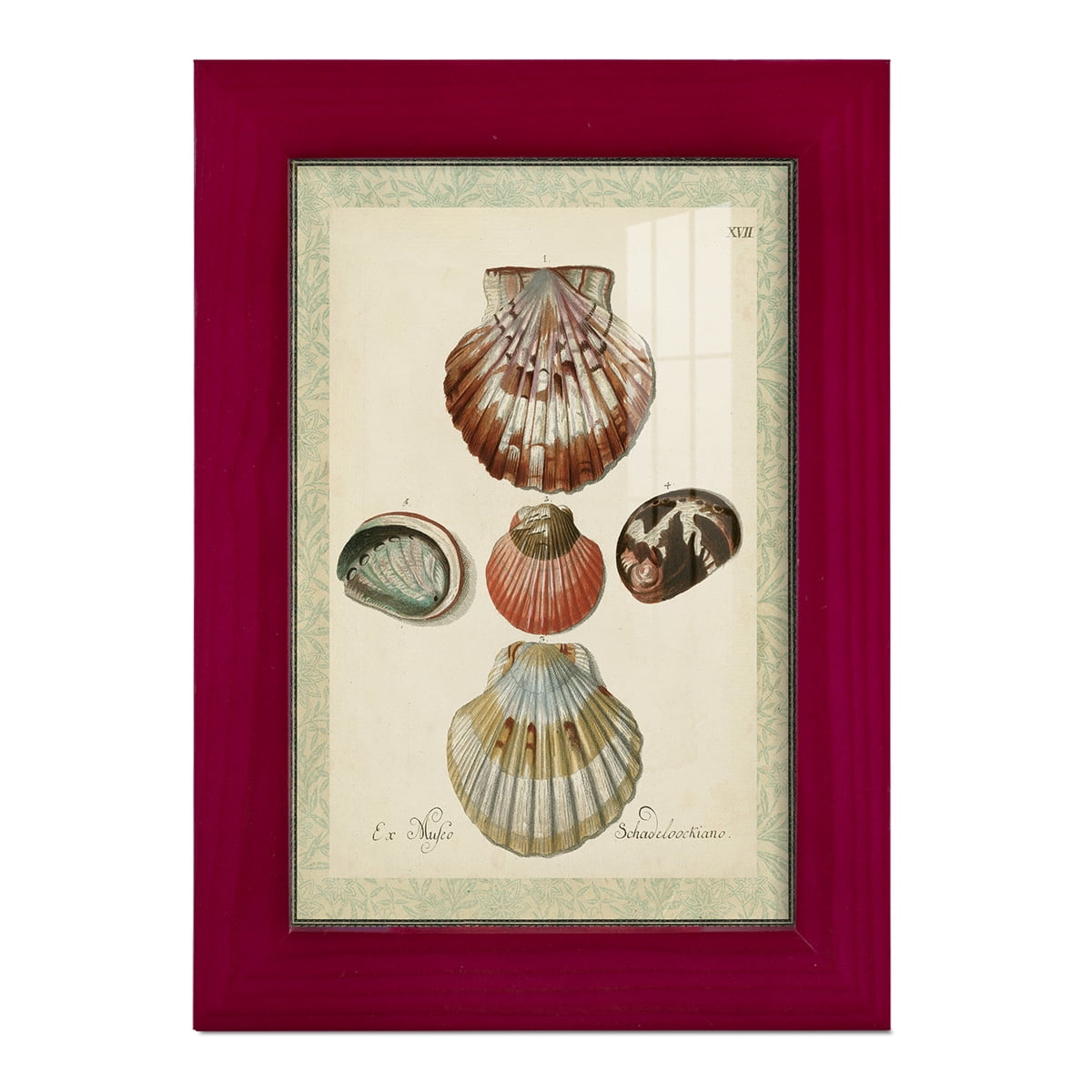 Bookplate Shells III - Framed Print w/glass - Cherry Red