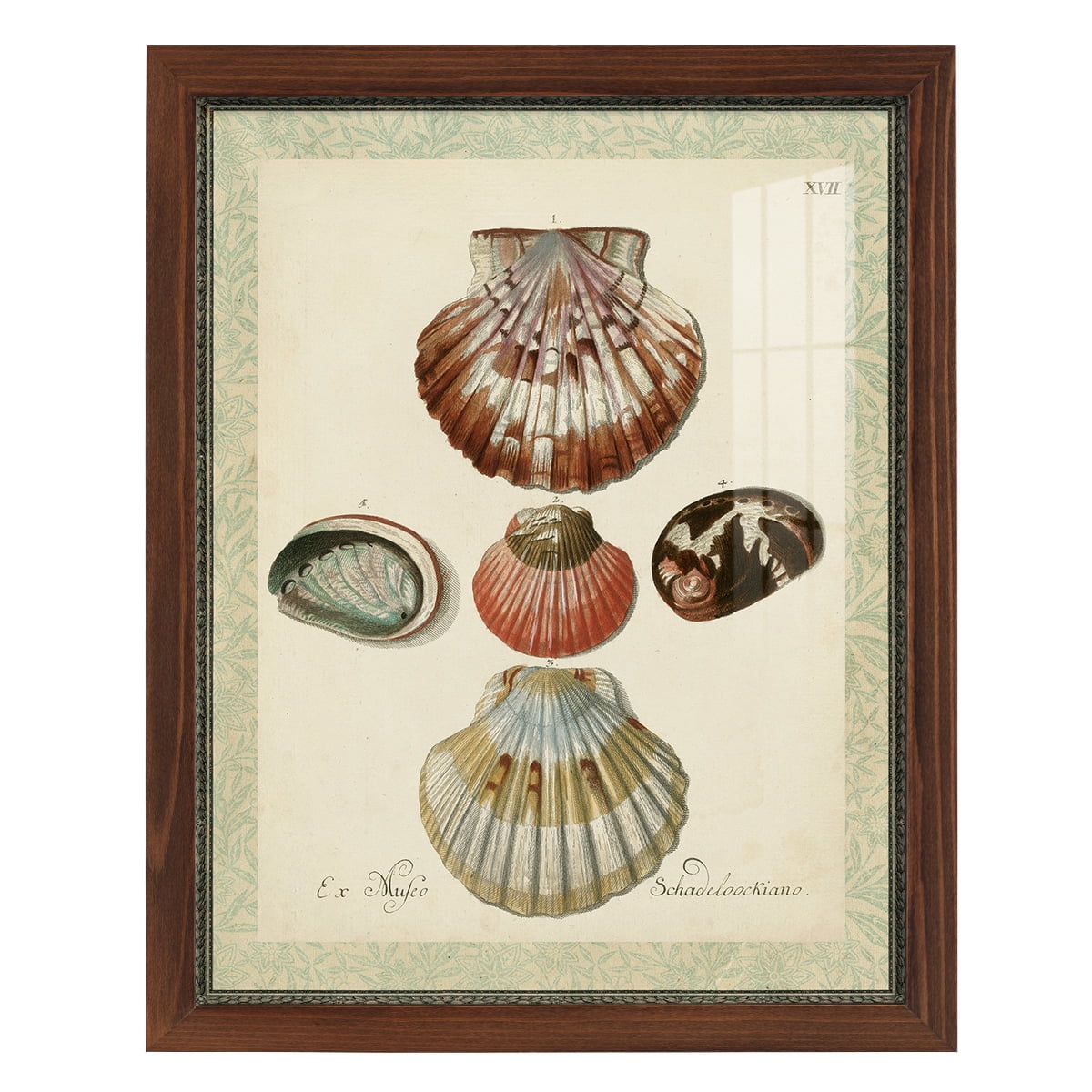 Bookplate Shells III - Framed Print w/glass - Chestnut