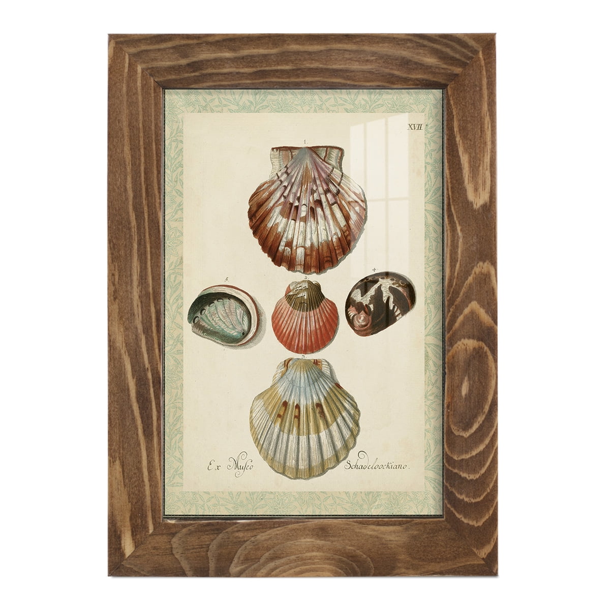 Bookplate Shells III - Framed Print w/glass - Walnut