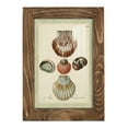 thumbnail image 1 of Bookplate Shells III - Framed Print w/glass - Walnut, 1 of 8