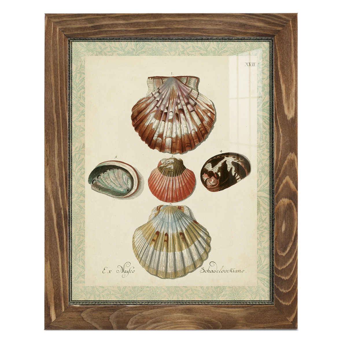 Bookplate Shells III - Framed Print w/glass - Walnut
