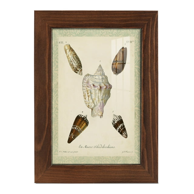 Bookplate Shells IV - Framed Print w/glass - Chestnut