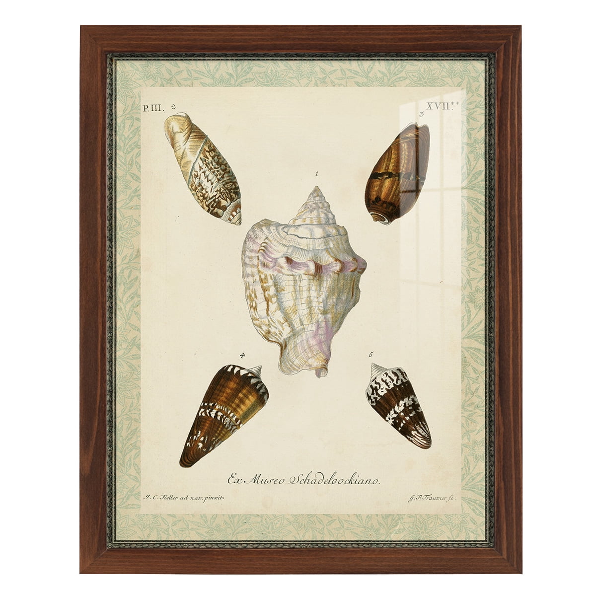 Bookplate Shells IV - Framed Print w/glass - Chestnut