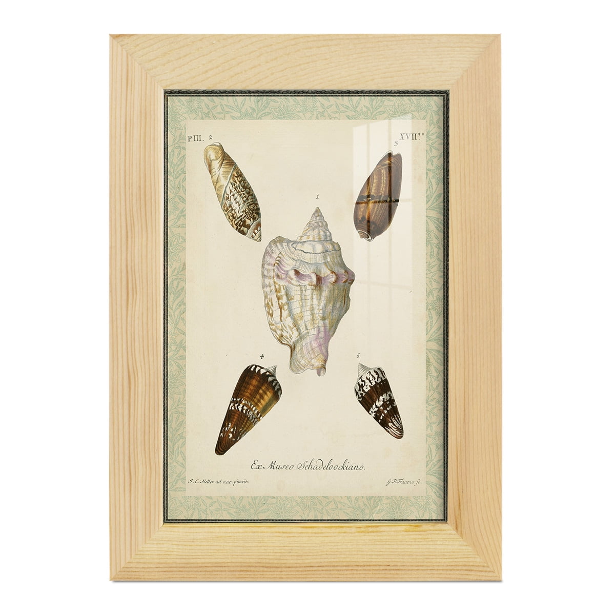 Bookplate Shells IV - Framed Print w/glass - Natural Wood