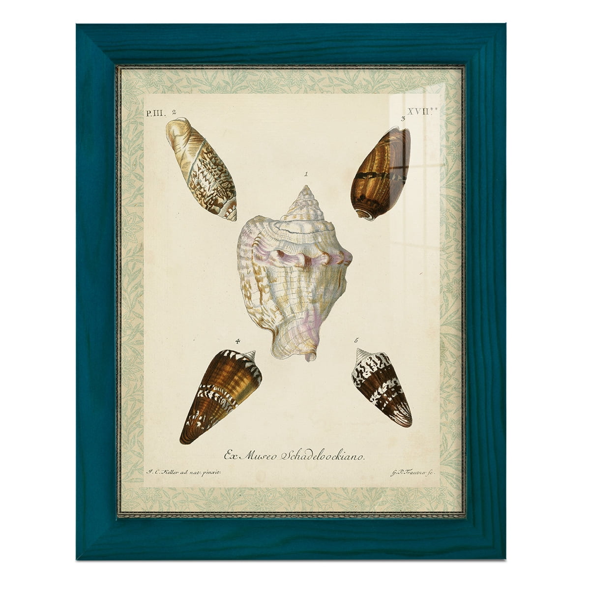 Bookplate Shells IV - Framed Print w/glass - Ocean Blue