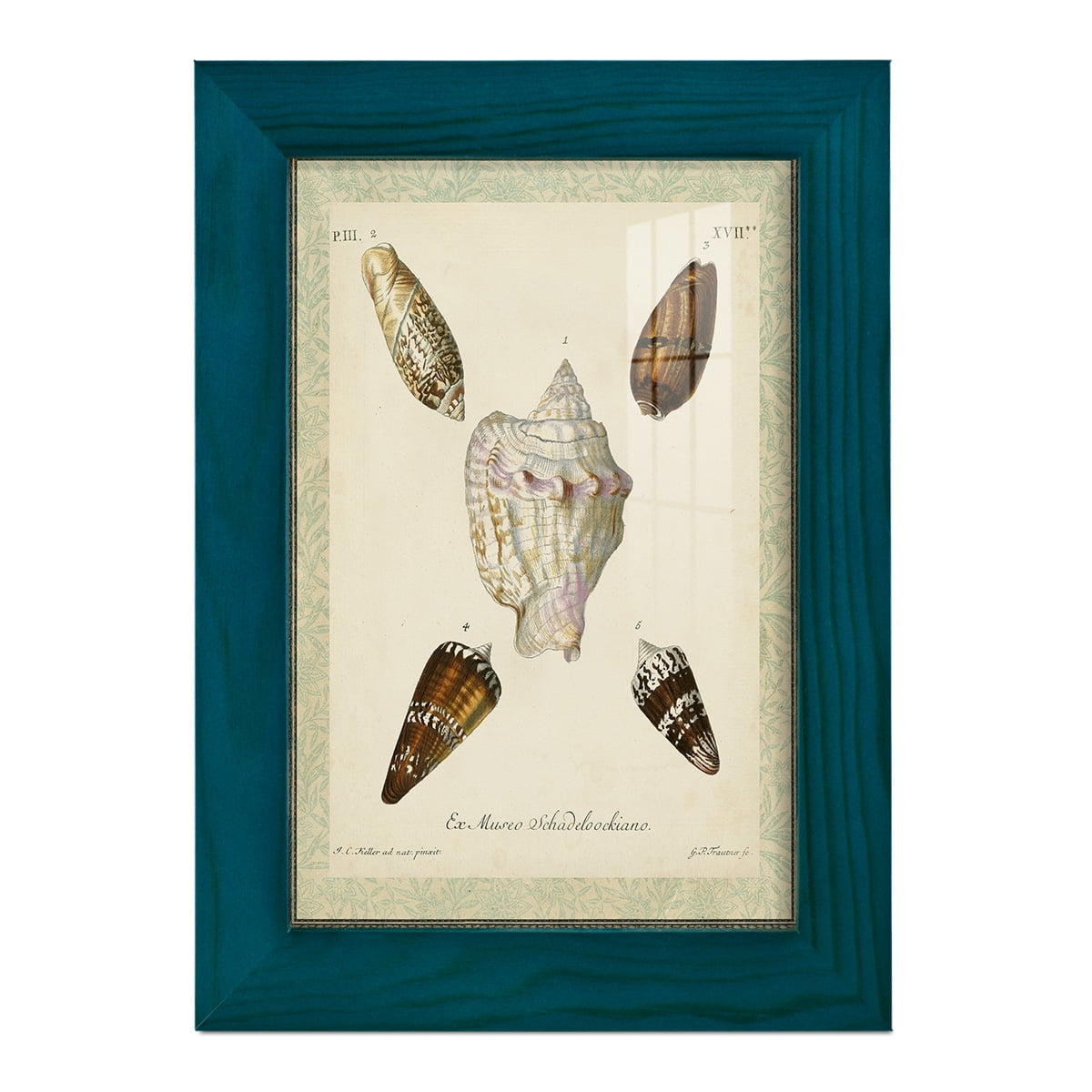 Bookplate Shells IV - Framed Print w/glass - Ocean Blue