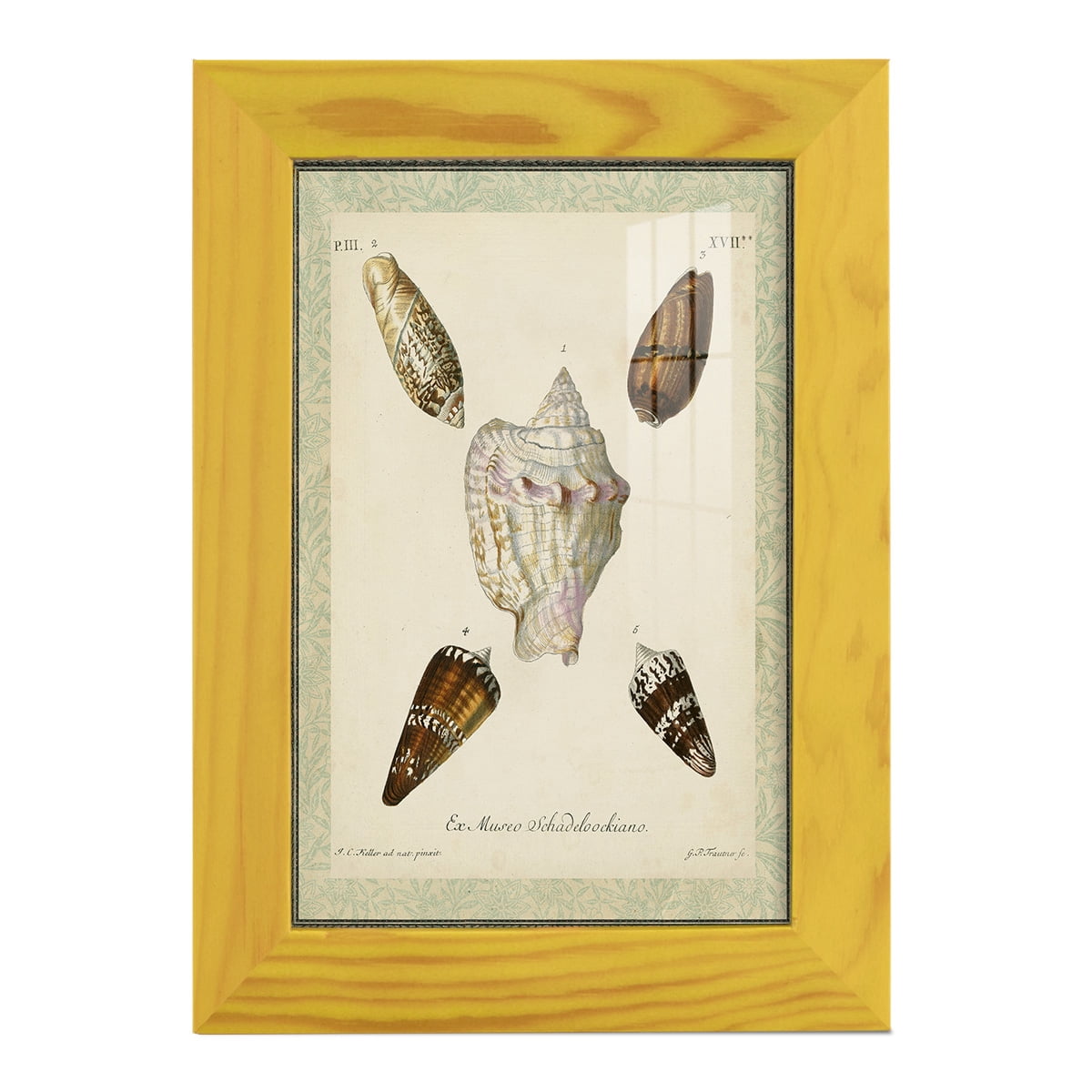 Bookplate Shells IV - Framed Print w/glass - Sunflower Yellow