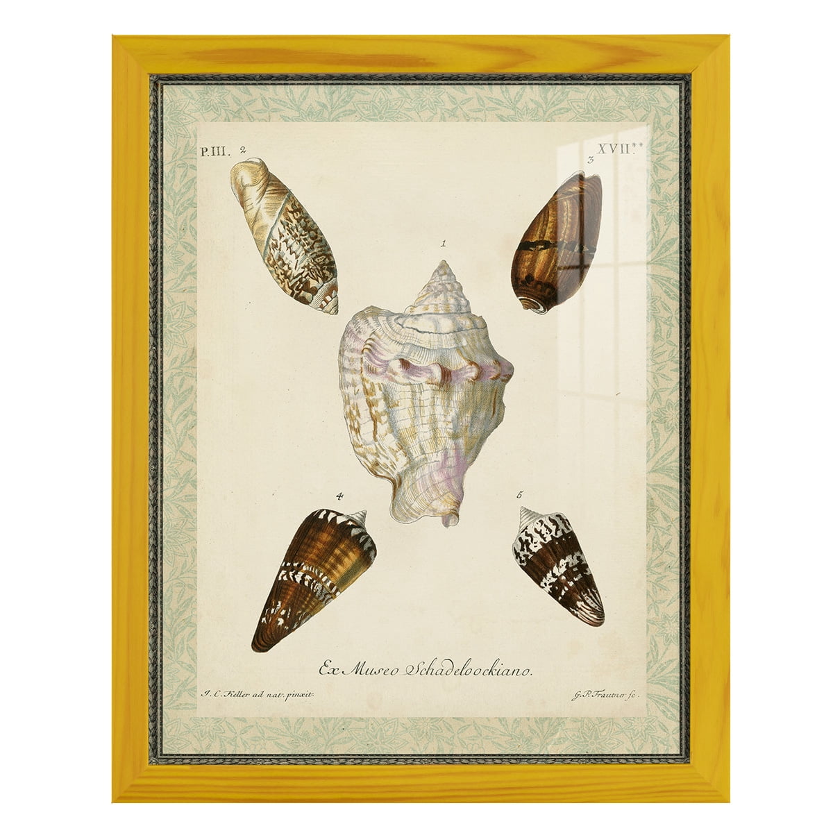 Bookplate Shells IV - Framed Print w/glass - Sunflower Yellow