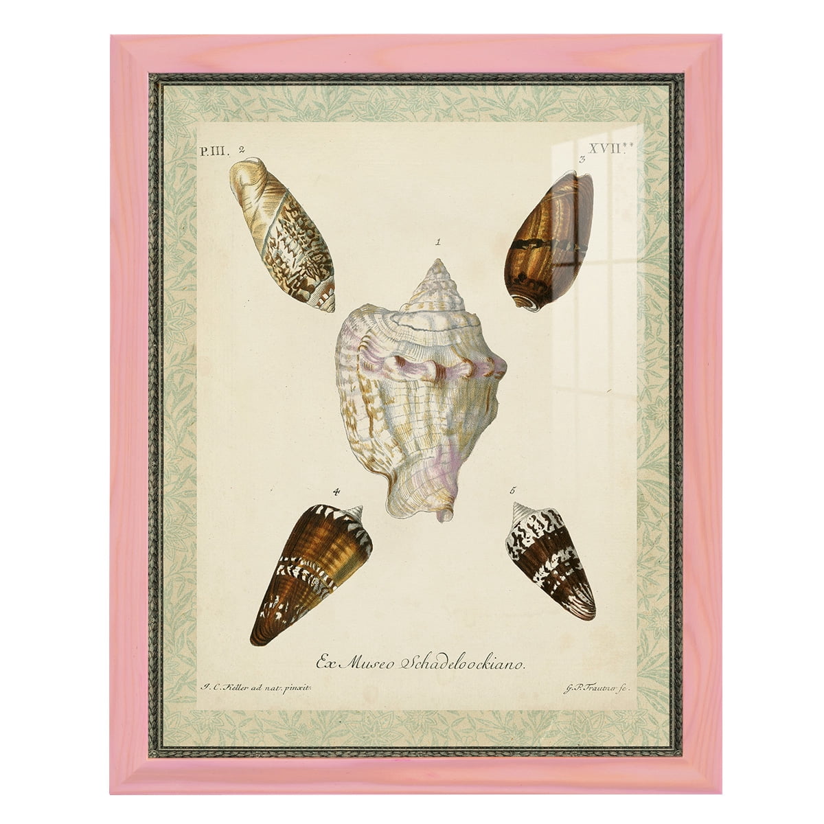 Bookplate Shells IV - Framed Print w/glass - Sunset Pink