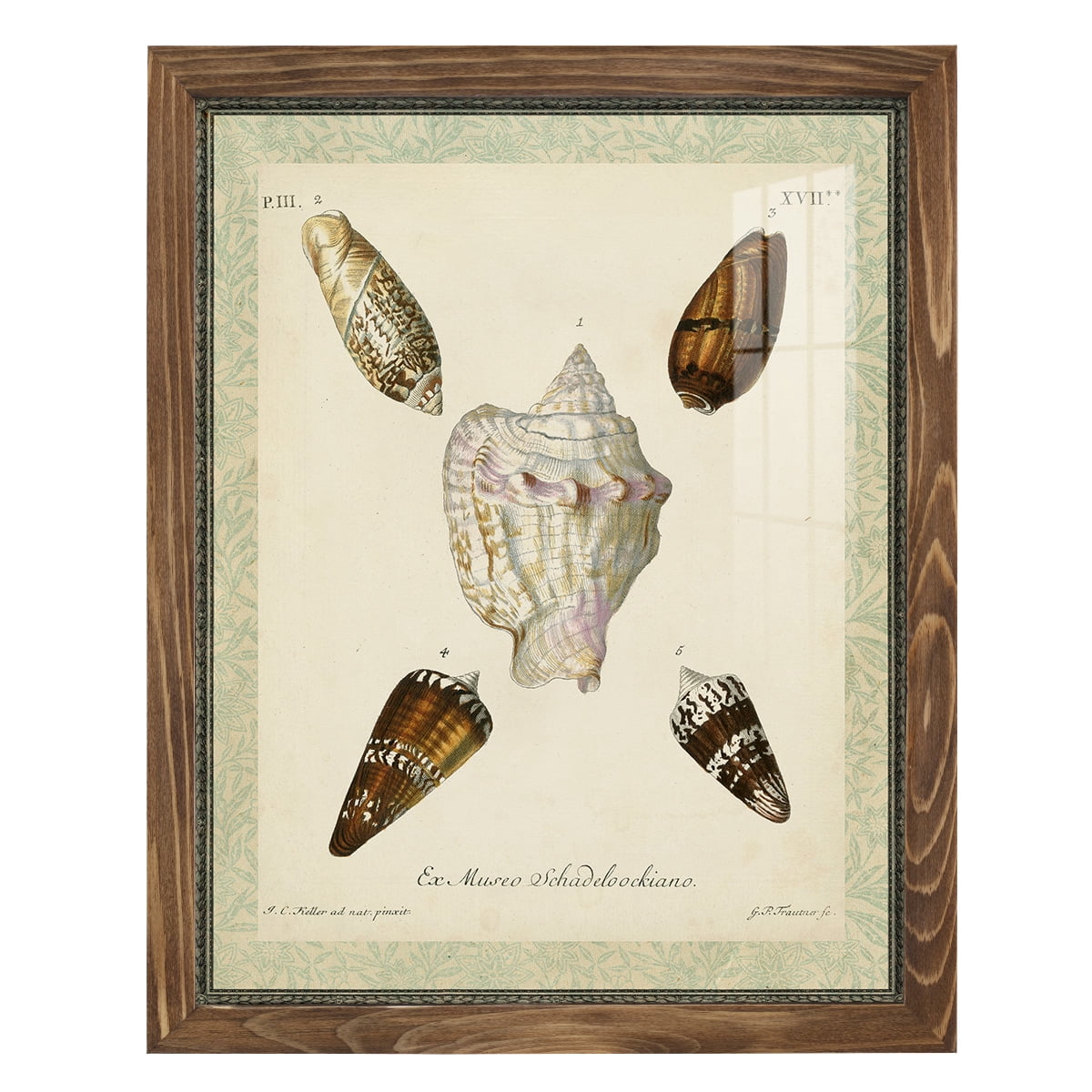 Bookplate Shells IV - Framed Print w/glass - Walnut