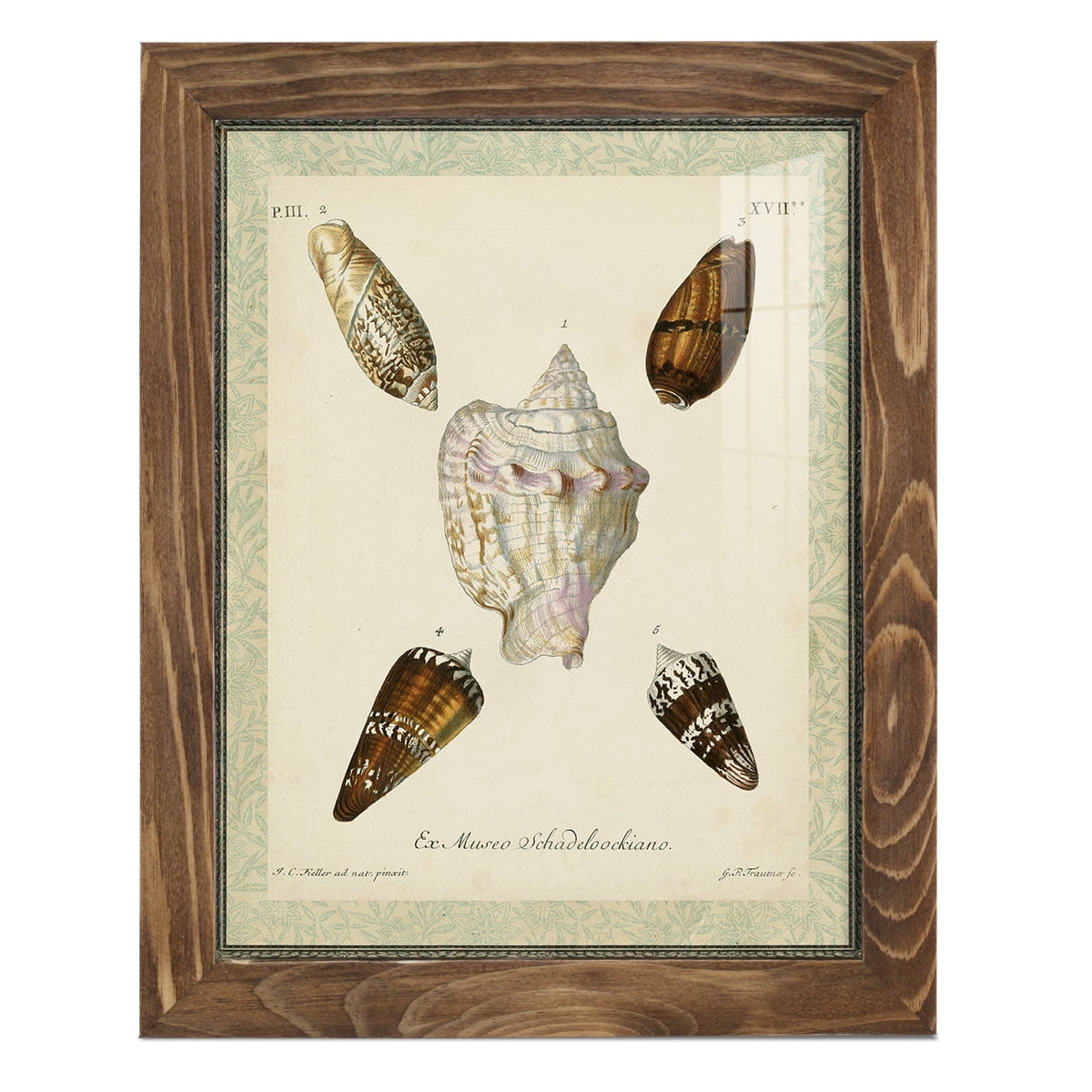 Bookplate Shells IV - Framed Print w/glass - Walnut