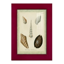 Bookplate Shells IX - Framed Print w/glass - Cherry Red