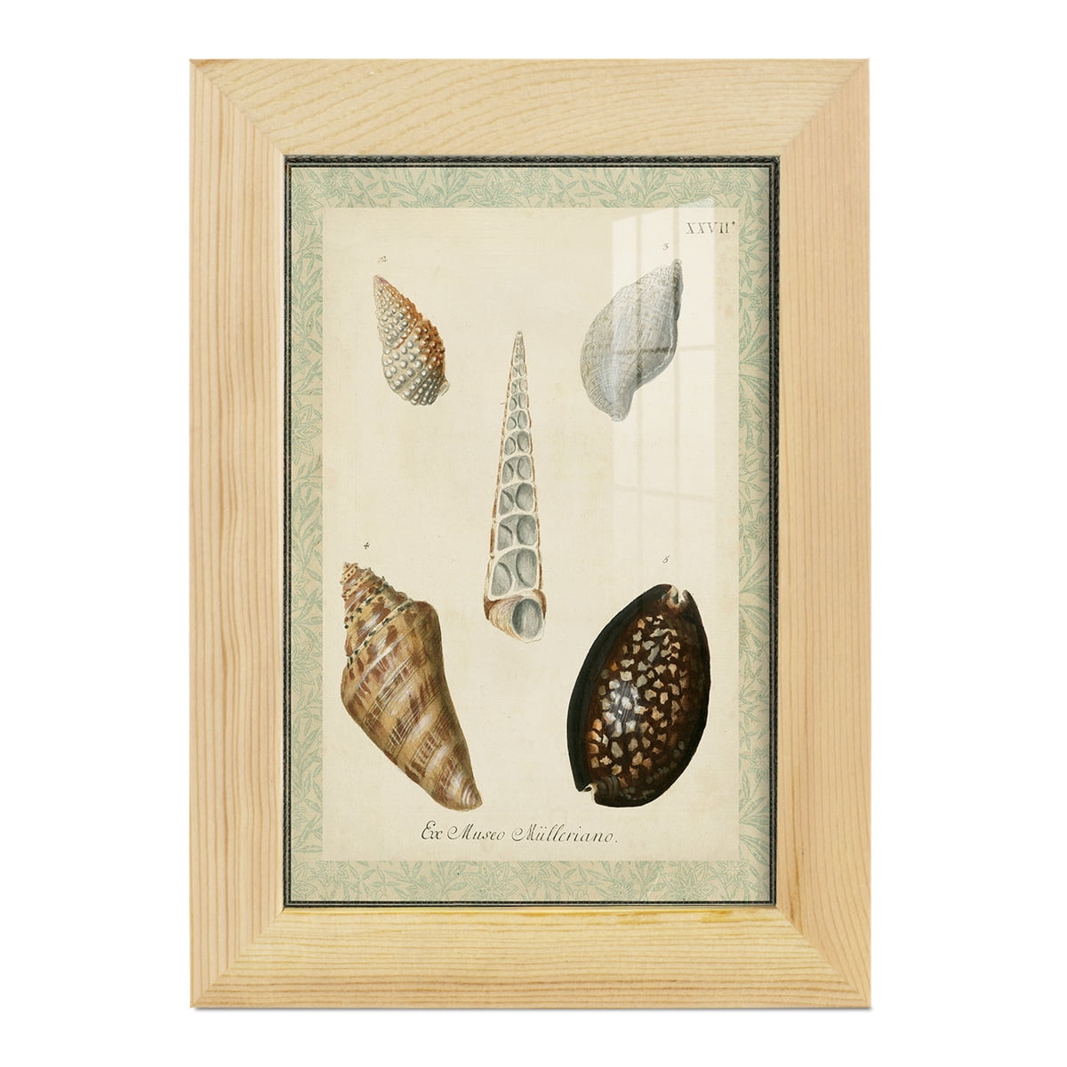 Bookplate Shells IX - Framed Print w/glass - Natural Wood