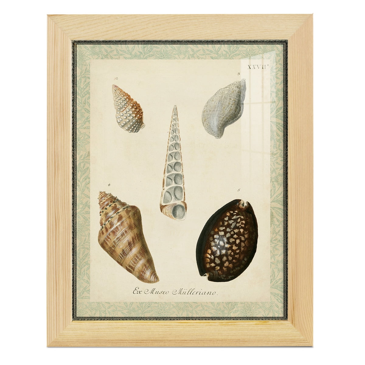 Bookplate Shells IX - Framed Print w/glass - Natural Wood
