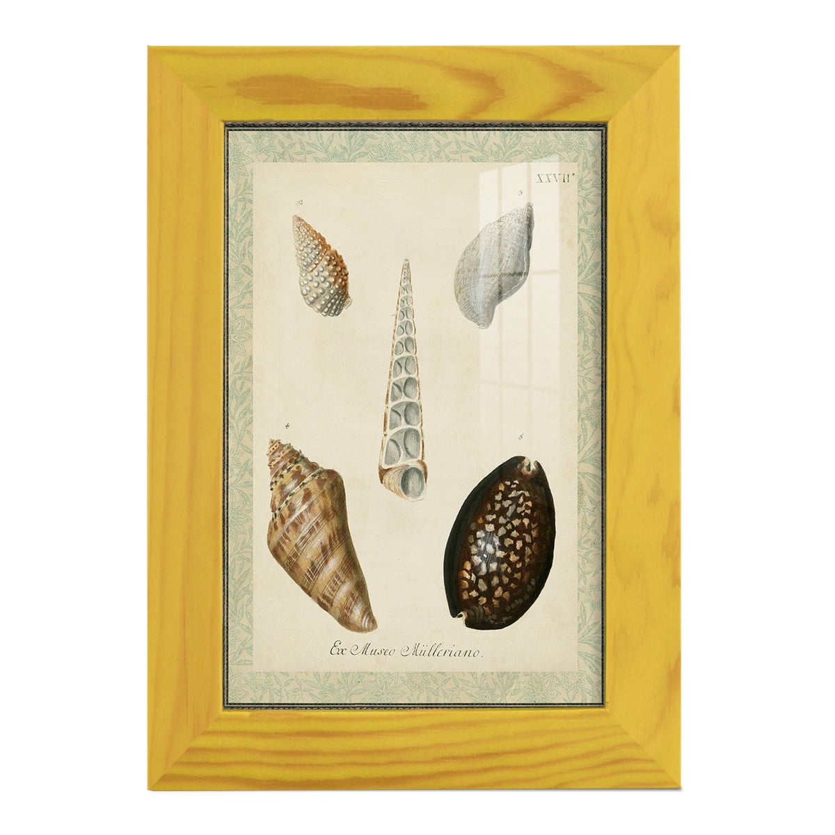 Bookplate Shells IX - Framed Print w/glass - Sunflower Yellow