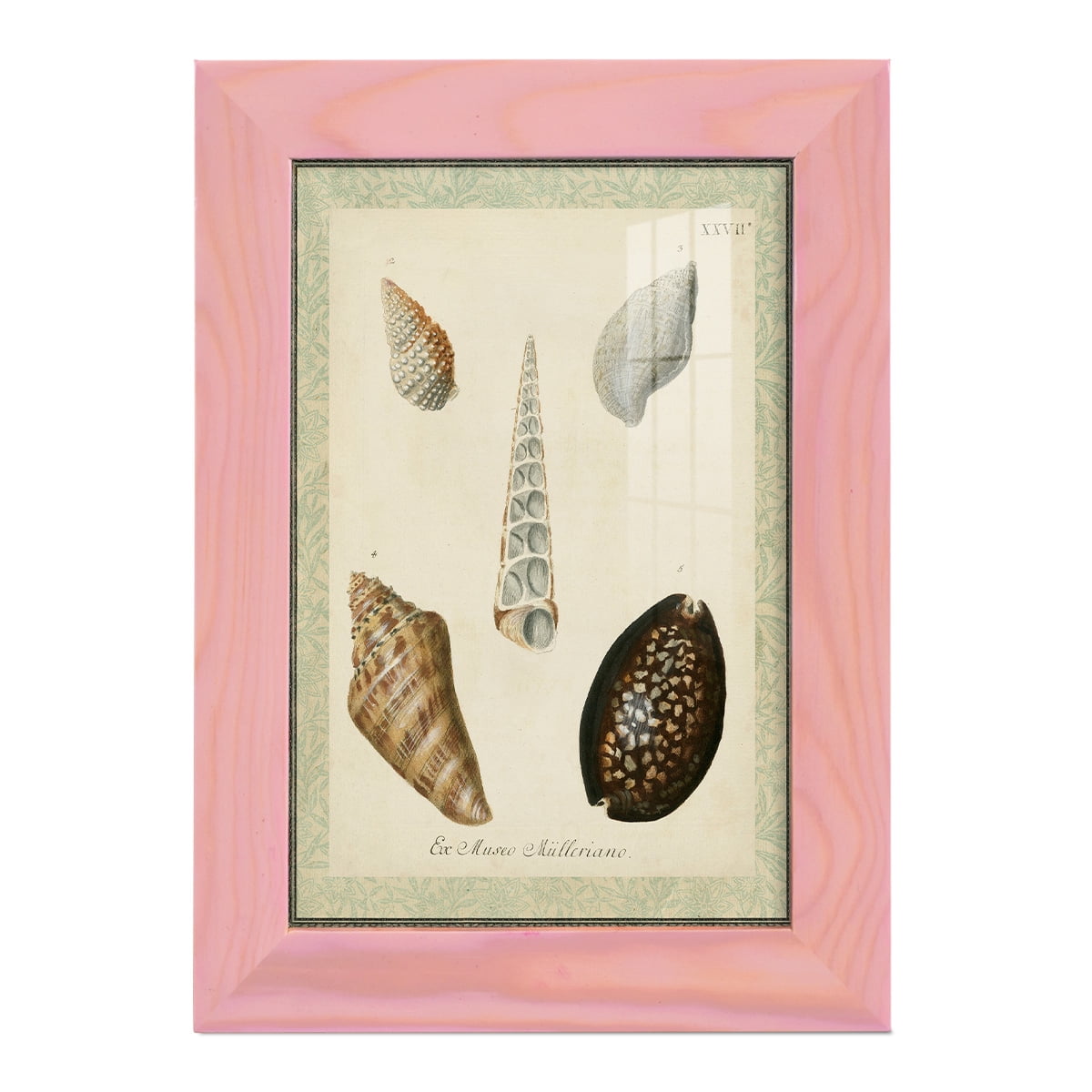 Bookplate Shells IX - Framed Print w/glass - Sunset Pink
