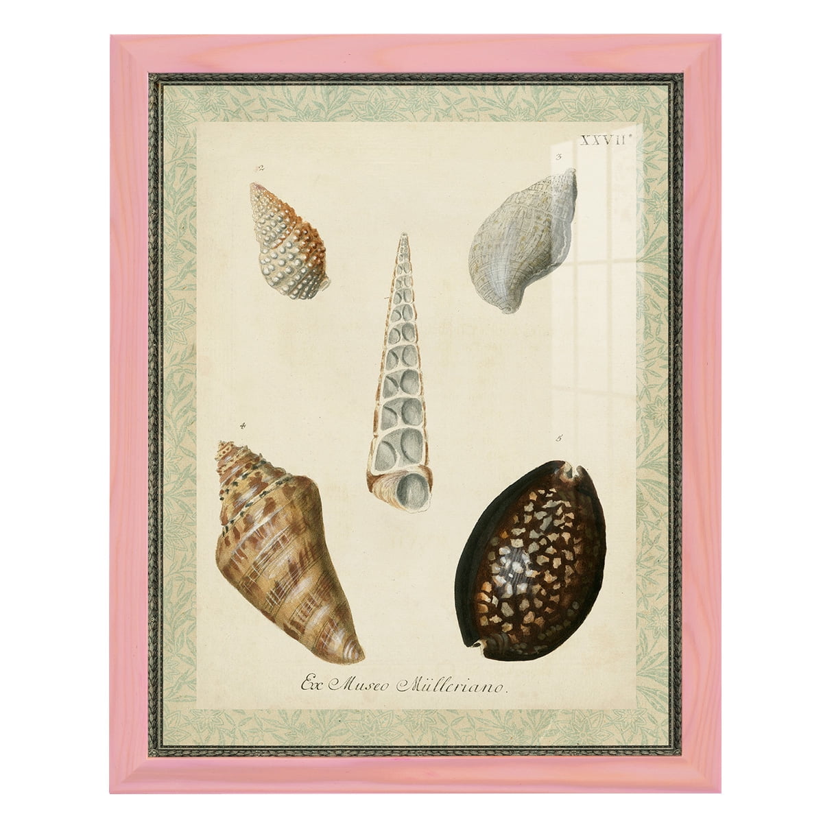 Bookplate Shells IX - Framed Print w/glass - Sunset Pink