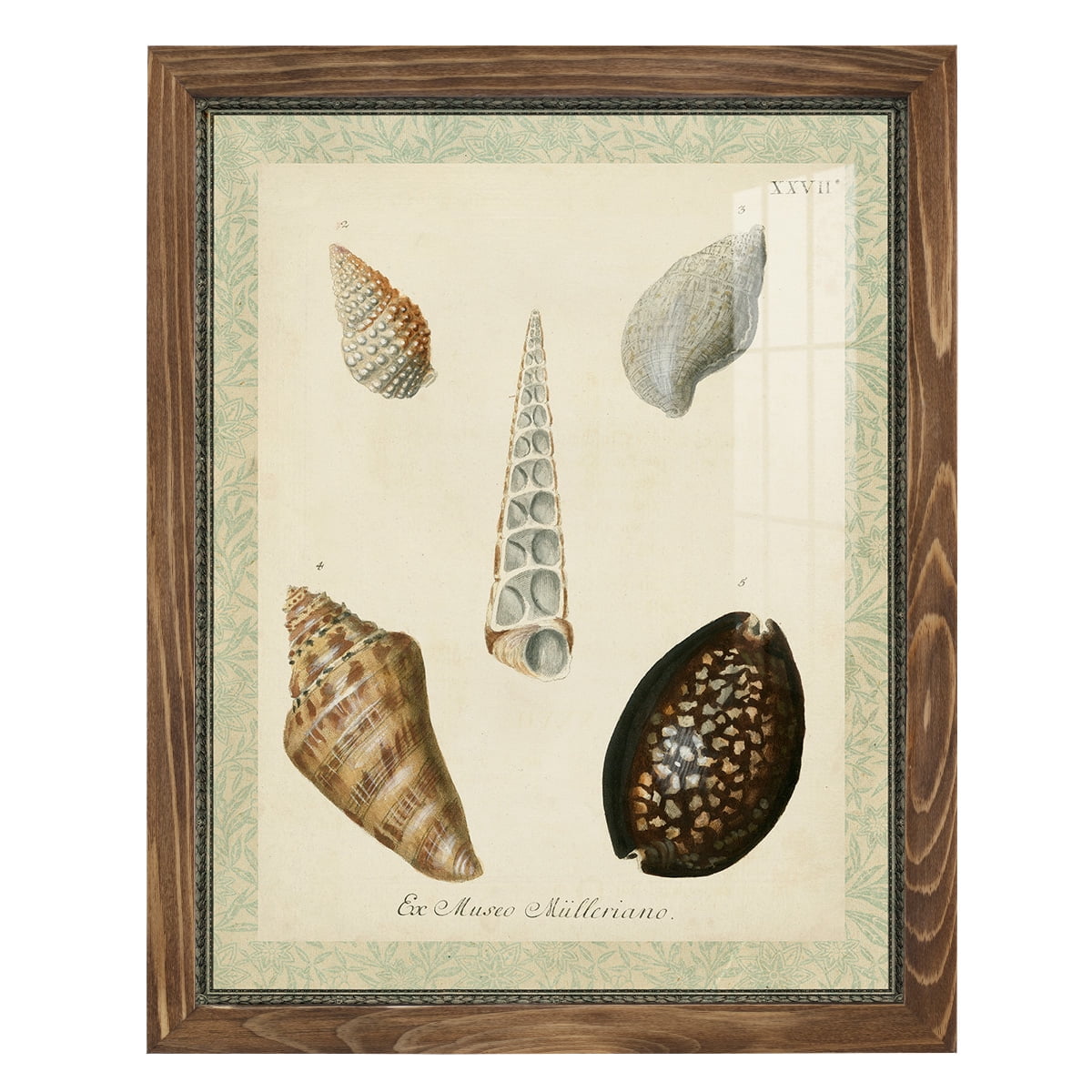 Bookplate Shells IX - Framed Print w/glass - Walnut