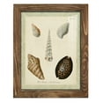 thumbnail image 1 of Bookplate Shells IX - Framed Print w/glass - Walnut, 1 of 7